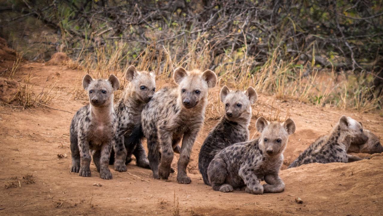 Garonga Safari Camp Villa Makalali Game Reserve Екстериор снимка