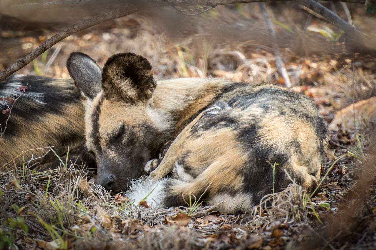 Garonga Safari Camp Villa Makalali Game Reserve Екстериор снимка