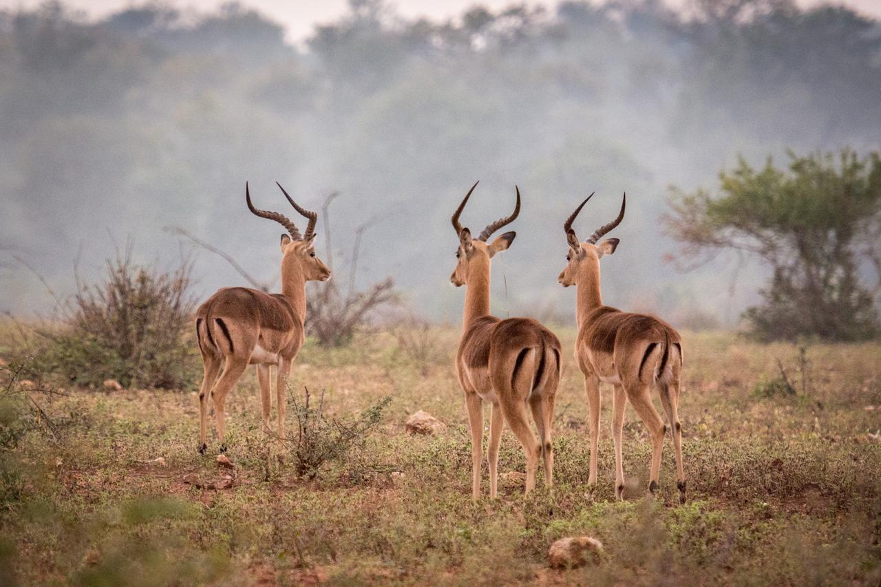 Garonga Safari Camp Villa Makalali Game Reserve Екстериор снимка