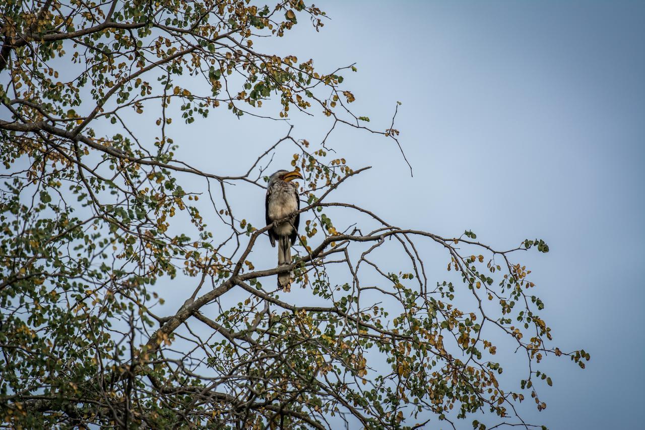 Garonga Safari Camp Villa Makalali Game Reserve Екстериор снимка