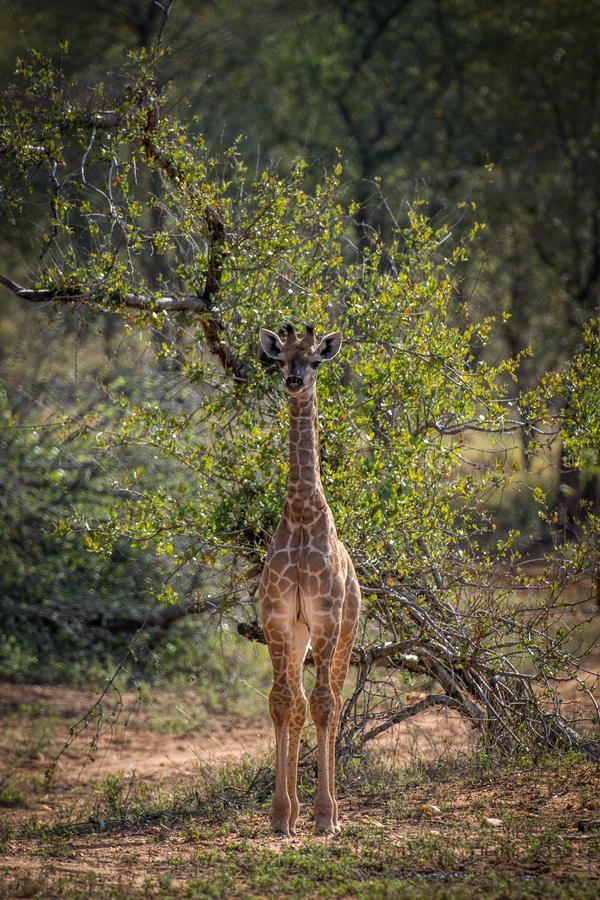 Garonga Safari Camp Villa Makalali Game Reserve Екстериор снимка