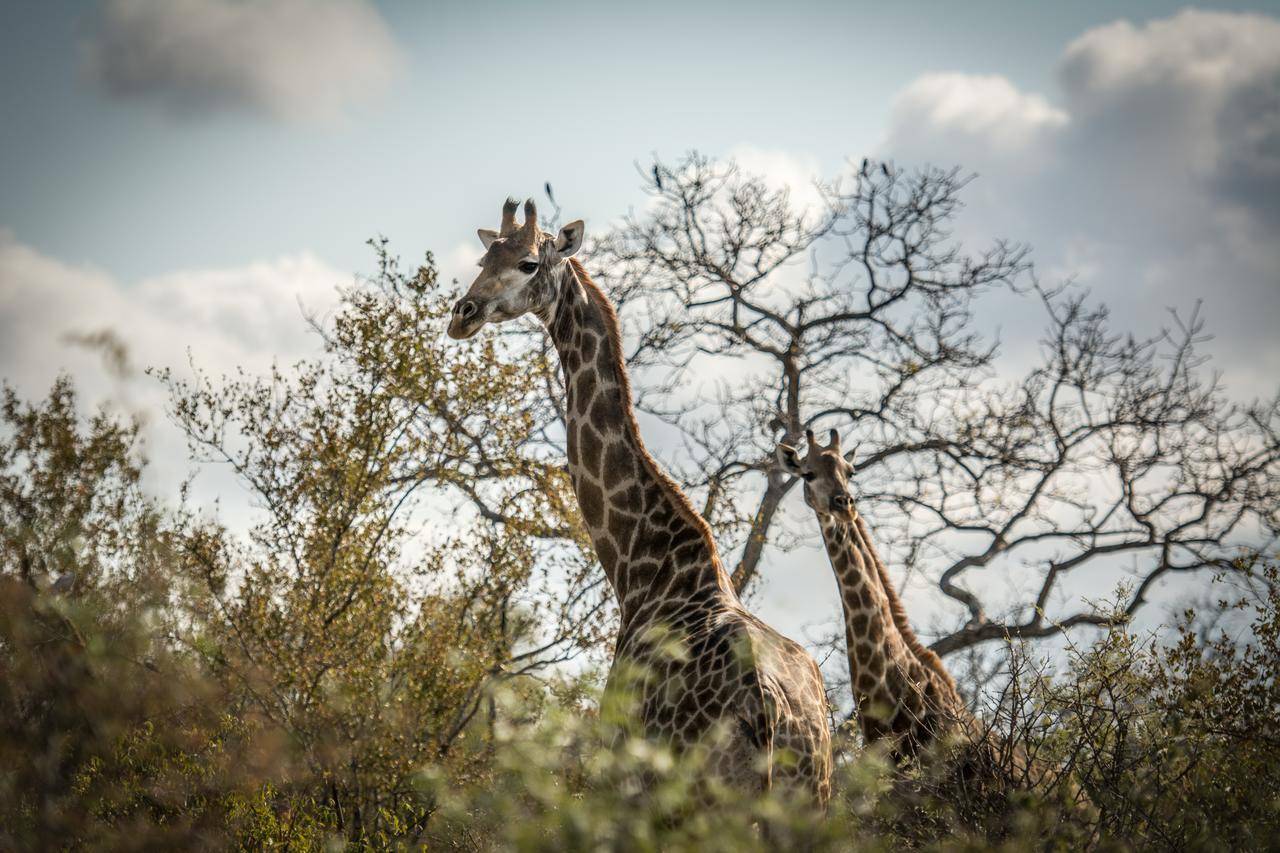 Garonga Safari Camp Villa Makalali Game Reserve Екстериор снимка