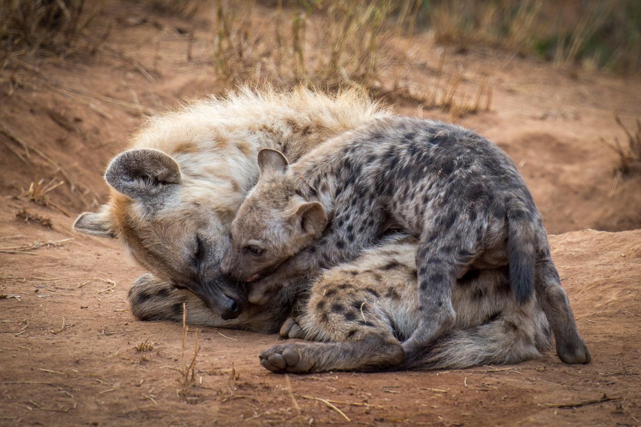 Garonga Safari Camp Villa Makalali Game Reserve Екстериор снимка