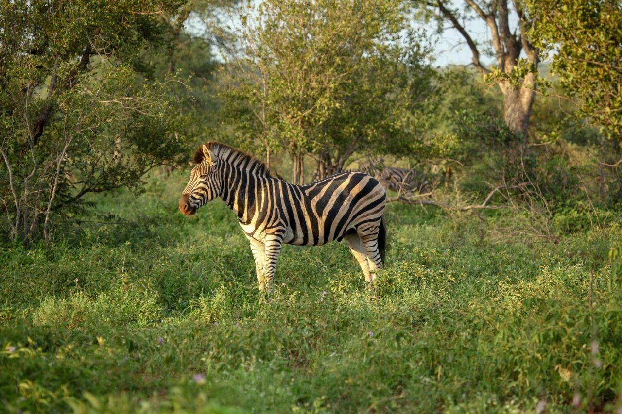 Garonga Safari Camp Villa Makalali Game Reserve Екстериор снимка