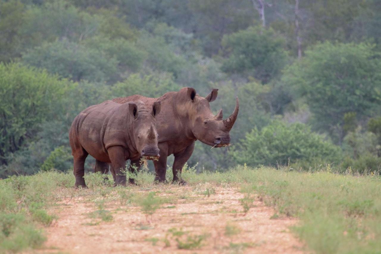 Garonga Safari Camp Villa Makalali Game Reserve Екстериор снимка