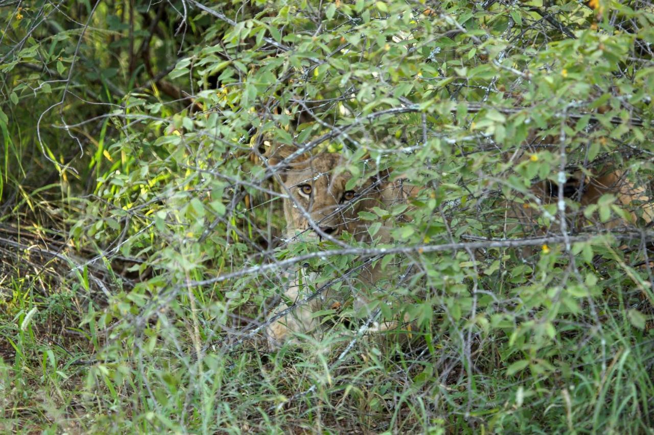 Garonga Safari Camp Villa Makalali Game Reserve Екстериор снимка