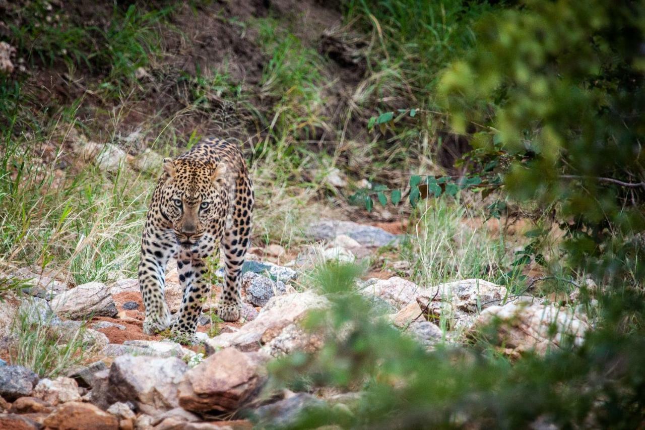 Garonga Safari Camp Villa Makalali Game Reserve Екстериор снимка