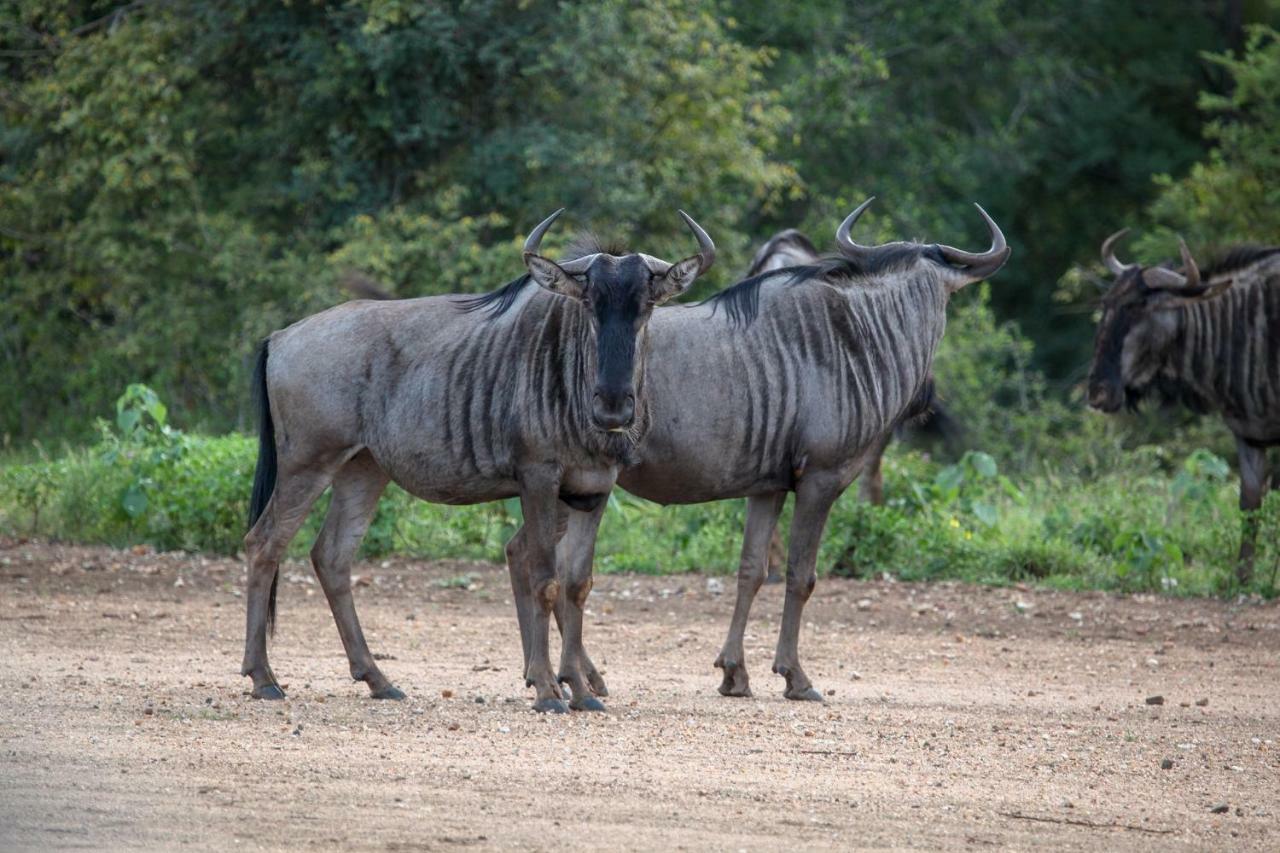 Garonga Safari Camp Villa Makalali Game Reserve Екстериор снимка