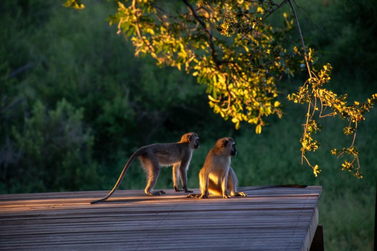 Garonga Safari Camp Villa Makalali Game Reserve Екстериор снимка